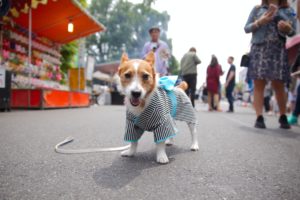 Roupas para cachorro